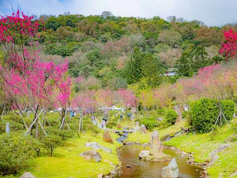 陽明山花季除了櫻花、杜鵑，還開滿許多其他種花，讓民眾有被大自然擁抱的感受。