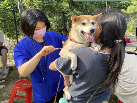 臺北動保教育月系列活動圖2：飼主帶犬隻施打狂犬病疫苗。