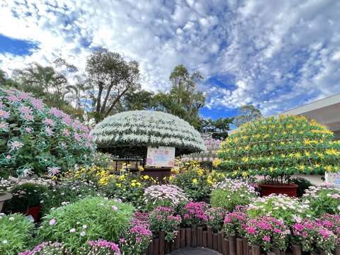 2024士林官邸菊展-單株呈現數百多至千朵的大立菊，讓遊客欣賞菊花互相爭豔的壯觀景象。