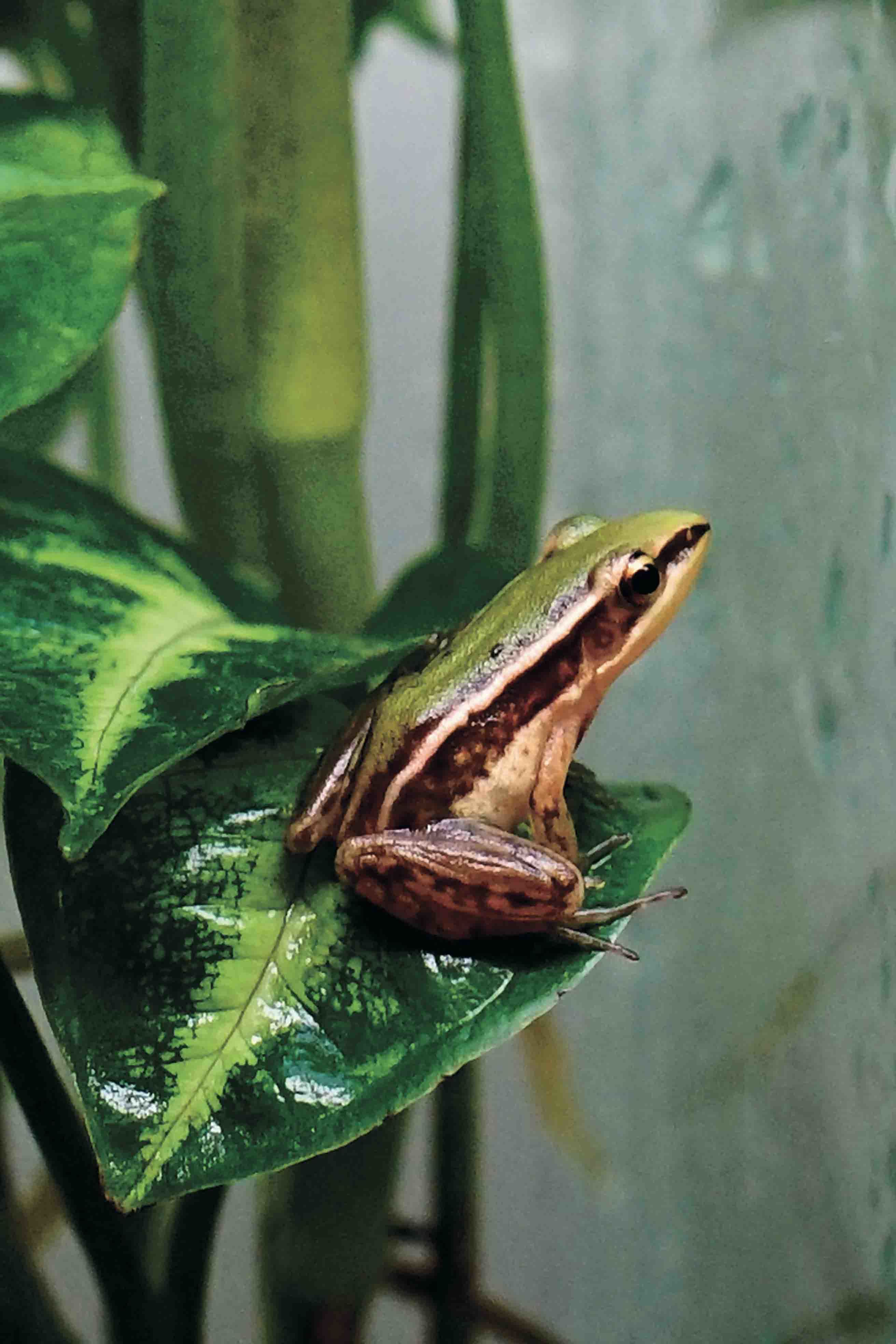 3_在雙北聯手復育下，瀕臨絕種的台北赤蛙得以成功復育。（高讚賢攝） .jpg