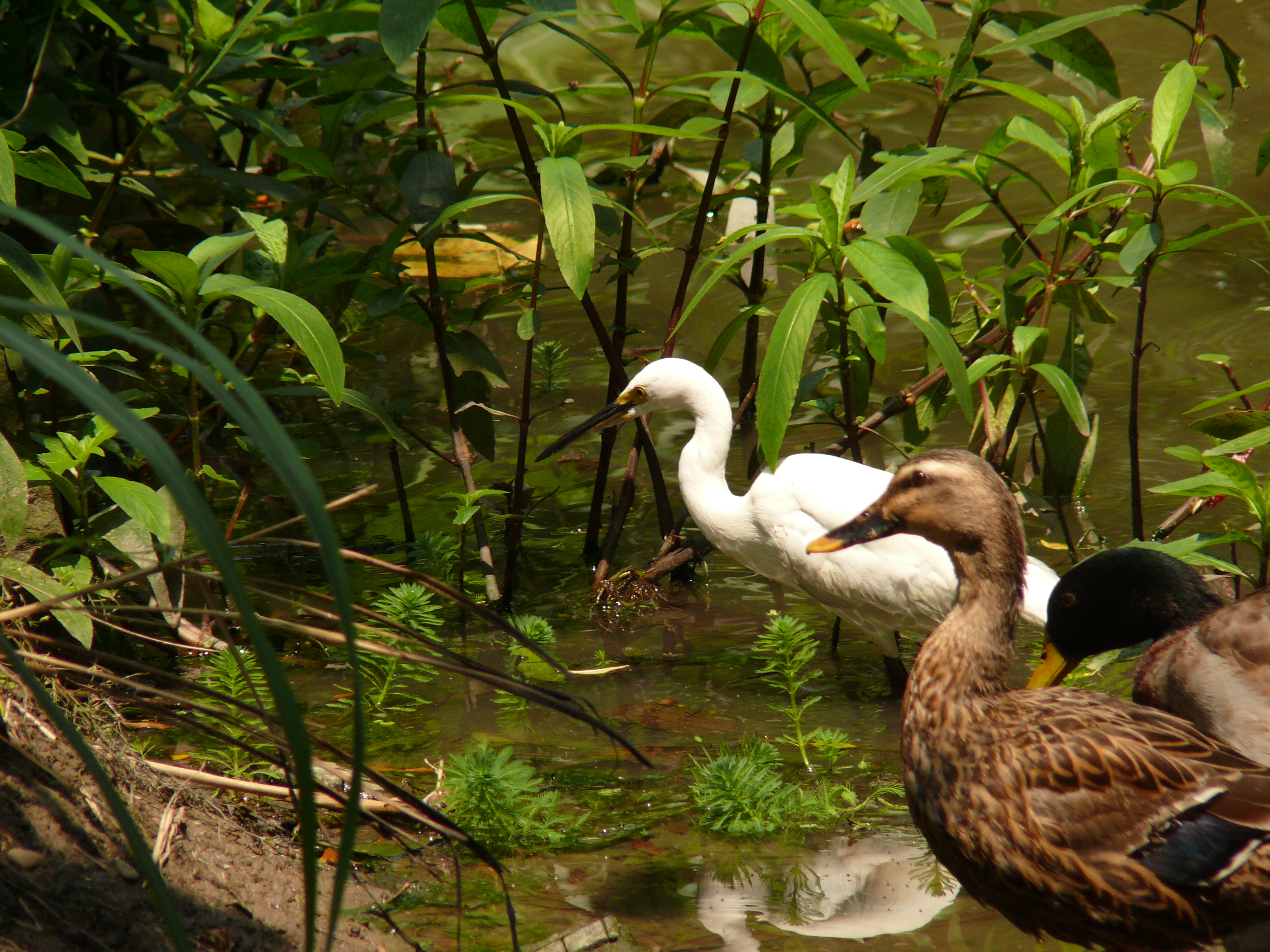 水生池裡的綠頭鴨與白鷺