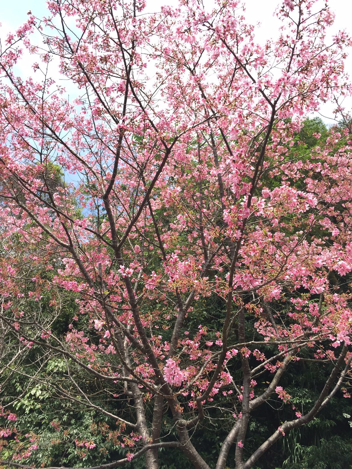 櫻花(圖片來源：莫)