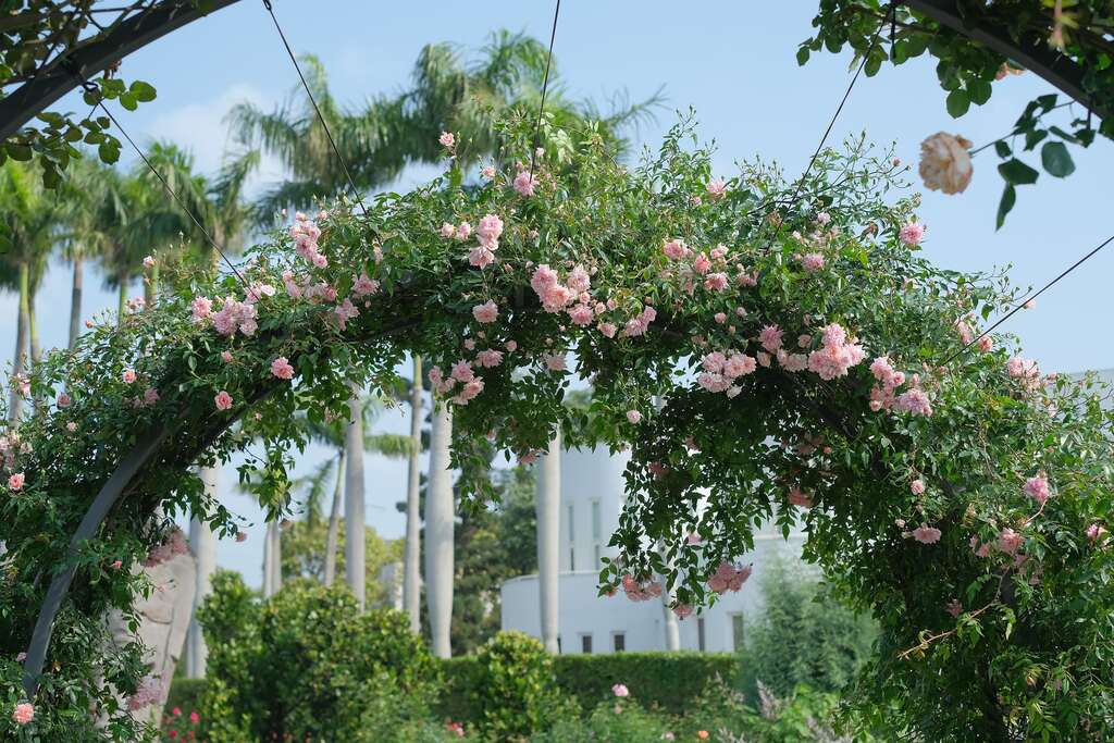 「梅尔的遗产」攀爬在拱门上，花瓣带有温和至强烈的苹果香气。(图片来源：台北市政府工务局公园路灯工程管理处)