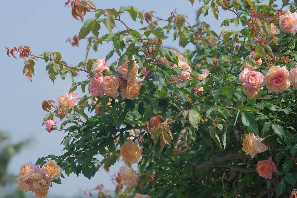 韋拉特·赫爾馬諾斯花色偏胭脂紅，具有濃郁甜美的香氣，是非常具有活力的茶玫瑰。(圖片來源：臺北市政府工務局公園路燈工程管理處)
