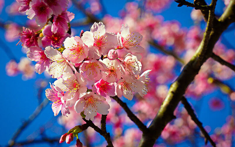 Menikmati keindahan bunga sakura/Musim Bunga Yangmingshan