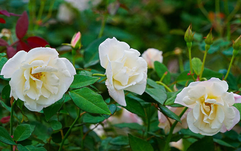 Vườn hoa Hồng Nhung Đài Bắc – Triển lãm hoa Hồng Nhung