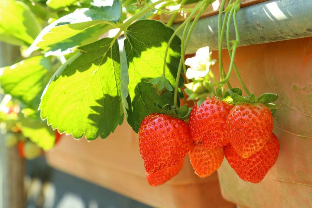 The Strawberry Season of Neihu 2020 – Riding the Free Shuttle Bus Is Convenient and Effortless