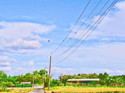城市田園風光 關渡平原稻浪起伏
