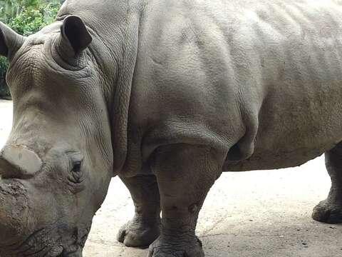 連假嚮應「世界犀牛日」~到動物園和犀牛說〝嗨〞！