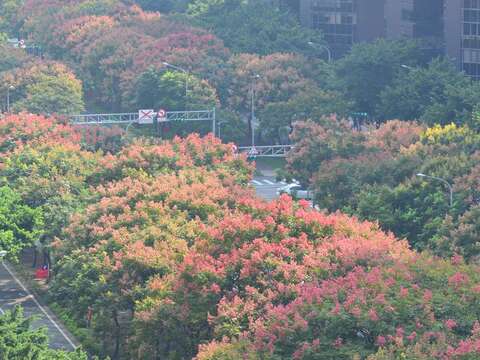 千面女郎換秋妝 台灣欒樹枝頭染紅 