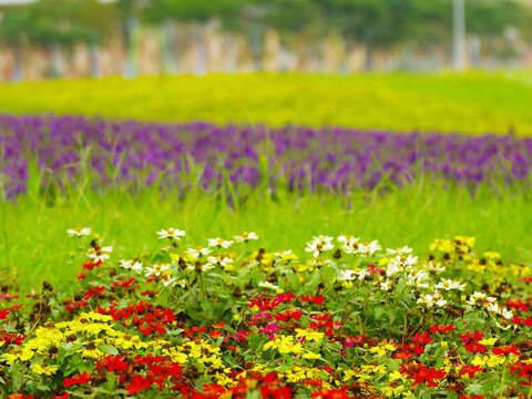 台北の河岸で今年最後の花畑 活力が花盛り