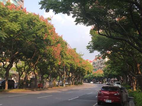 四色欒樹變裝秀 忠誠公園好紓壓