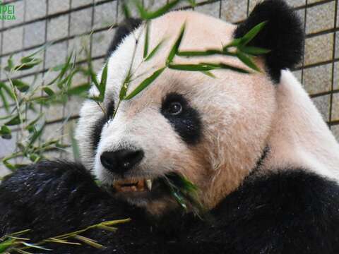 大貓熊「團團」裝牙套、醫療顧問團「鈦」厲害