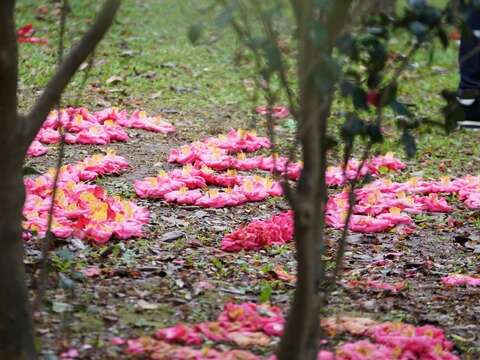 萬人賞花,你錯過嗎?臺北茶花展1/20謝幕 本週末500株茶花相送 3張發票即可換得