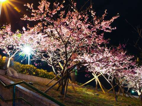 Gemerlap Sakura di Taman Lohas Neihu