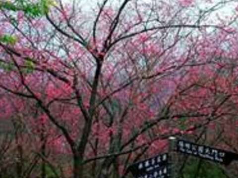 共創好時光 陽明山花季邀您吃喝玩樂