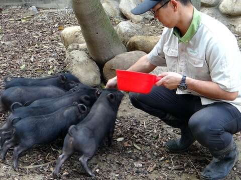 歡迎光臨故宮X動物園-Kids Power Maker一起認識古今動物