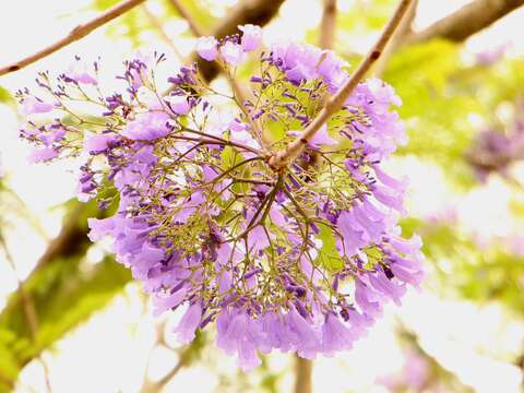 藍花楹如夢似幻 大臺北珍貴少見
