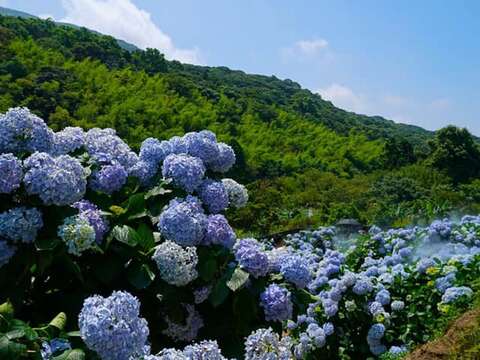 2019 Zhuzihu Hydrangea Festival – “Feast of Love – Picnic Concert”