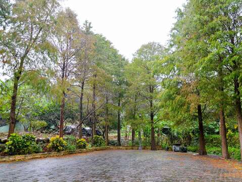 秋冬限定美景 探訪南港九如落羽松