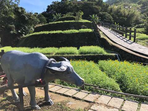 2020魯冰初綻放 樟樹早春迎新年