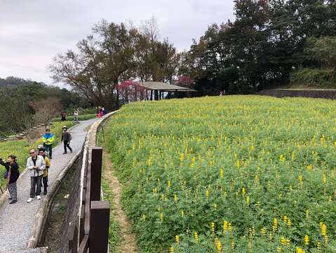 樟樹步道魯冰花海 開好開滿迎賓來