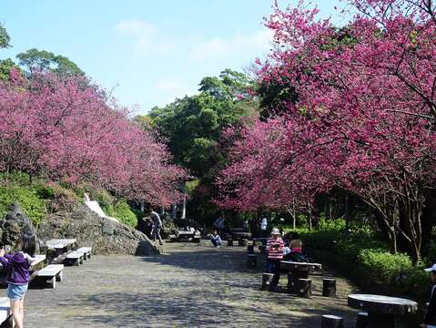 日夜放閃 樂活夜櫻、陽明山花季接續登場
