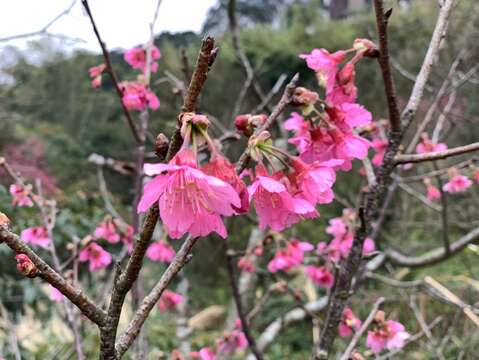 【櫻花季・生態趣】邀您一同賞櫻樂遊內溝溪