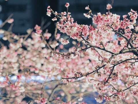 Yozakura Viewing at the 2020 Neihu LOHAS Cherry Blossom Festival