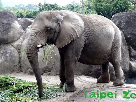 睡到自然醒有多幸福？看看野生動物就知道！