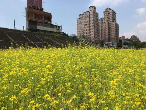 搶看限時美景 道南右岸河濱公園 油菜花海療癒盛開