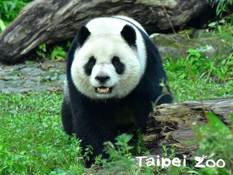 春神來了「圓」知道〜動物園抓緊貓熊繁殖時機