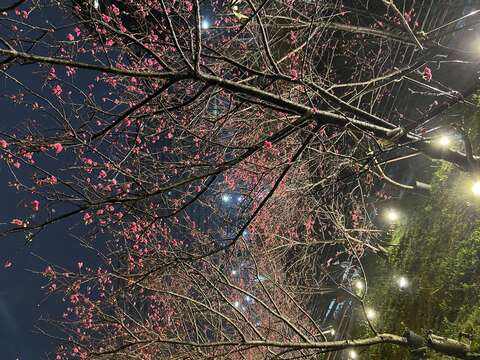 八重櫻壓軸 樂活公園美出不同層次