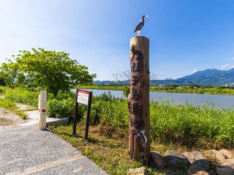 稀客再現 超萌小水鴨蒞臨社子島溼地