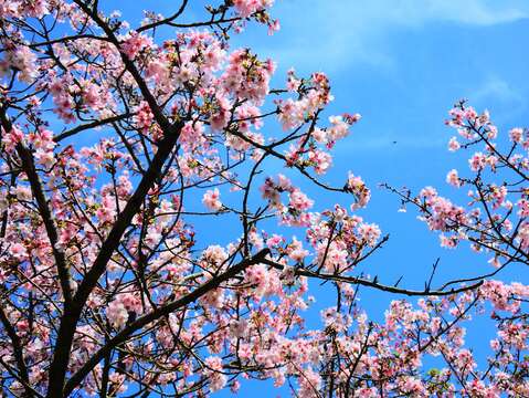 陽明山花季尾聲 3/21櫻花探險王當家