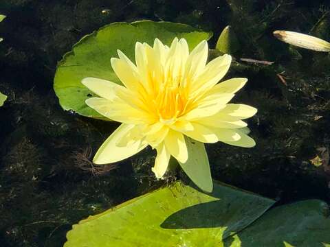 假日到臺北花博農民市集 尋寶「有機香水蓮花」
