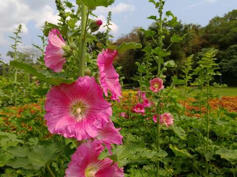 蜀葵綻放、五色鳥築巢 象山公園上演生態秀