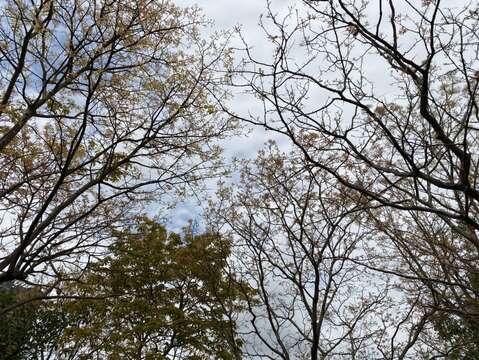 敲破寒冬發新葉 大安森林公園漸回春