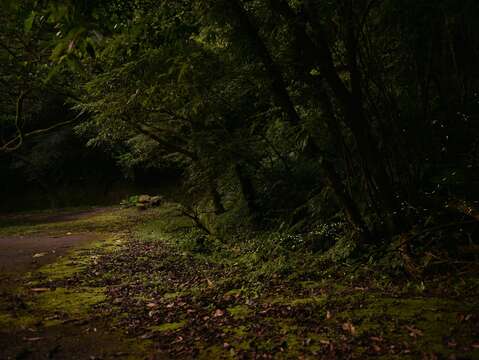 Firefly-spotting in Taipei: Two Recommended Locations