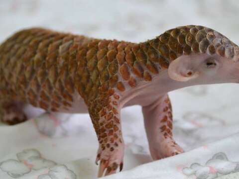 February 21th, the World Pangolin's Day!