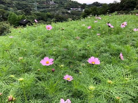 クスノキと茶が香る コスモスの花畑再び