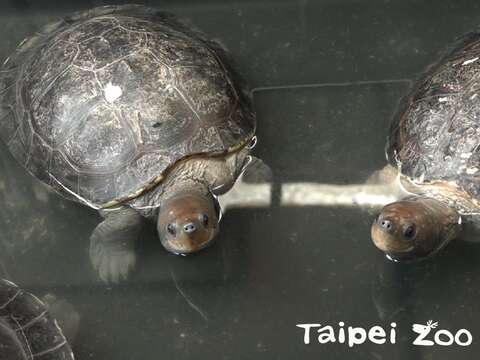夏天到「冰鎮西瓜」？西瓜龜重出江湖