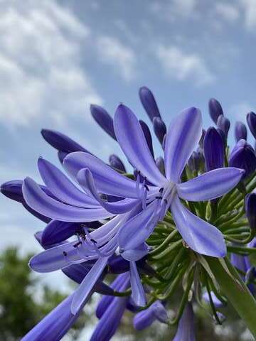 Sea of Purple at Neishuangxi Nature Center