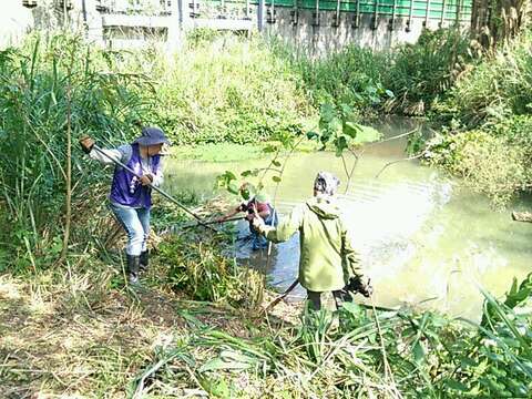 本土物种告急 邀您移除永春陂湿地公园外来种