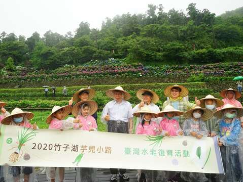 竹子湖芋见小路台湾水韭复育成功 柯文哲：欢迎大家来看绣球花