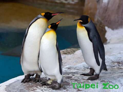 國王企鵝美食當前超淡定~動物訓練全憑保育員磨耐性