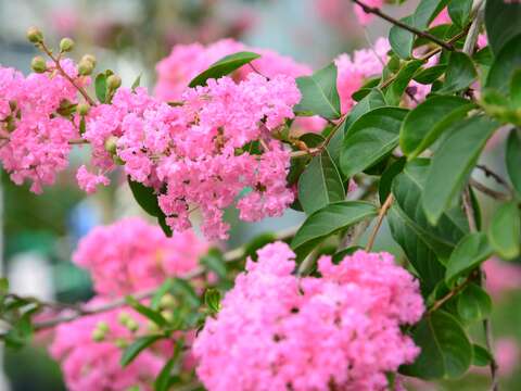紫薇阿勃勒爭艷 大安森林公園盡是紫紅金黃