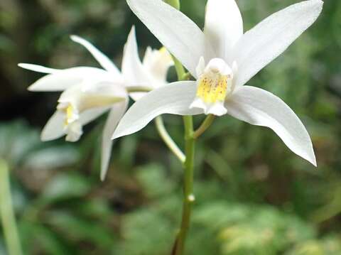 野生蘭花朵朵開 台灣白及系出名門