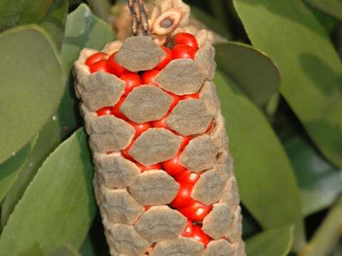 像極了烤玉米! 典藏植物園「幸運草鐵樹」夏季限定觀賞