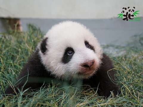 【揪團悠遊月光下～來動物園過中秋】、【「圓圓」產房待膩了～帶著「圓寶」宿營去】